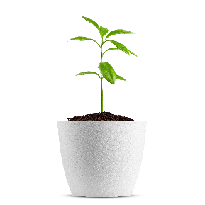 Green plant sprouting from a planter pot
